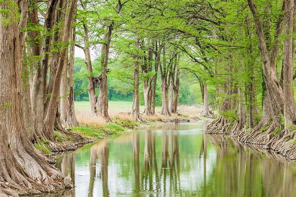 Wilson, Emily M. 아티스트의 Waring-Texas-USA-Trees along the Guadalupe River in the Texas Hill Country작품입니다.